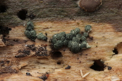 Trichoderma lixii
