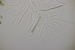 Trichoderma lixii