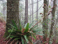 Werauhia werckleana