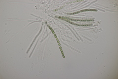 Trichoderma lixii