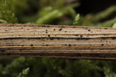 Lophiostoma vicinellum