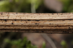 Lophiostoma vicinellum