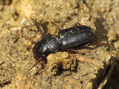 Dixus sphaerocephalus