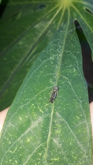 Dilobopterus disparulus