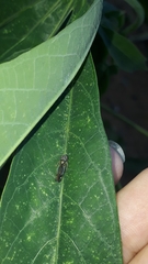 Dilobopterus disparulus