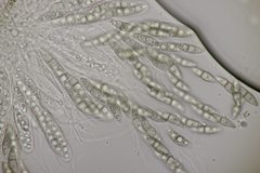 Lophiostoma vicinellum