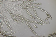 Lophiostoma vicinellum