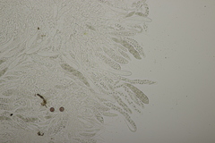 Lophiostoma vicinellum
