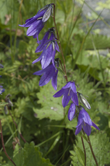 Campanula collina