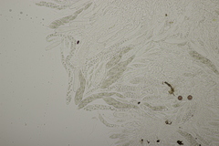 Lophiostoma vicinellum