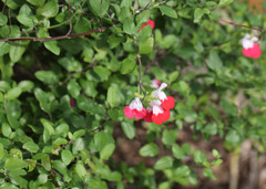 Salvia microphylla microphylla