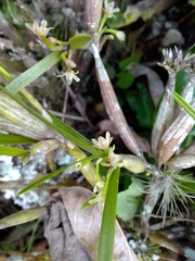 Scaphyglottis fasciculata