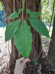 Araceae