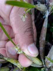 Scaphyglottis fasciculata