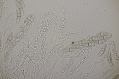 Lophiostoma vicinellum