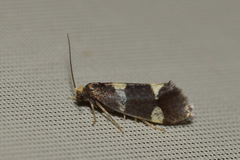 Lampronia capitella