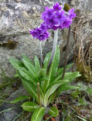 Primula macrophylla
