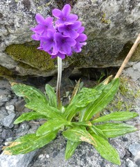 Primula macrophylla