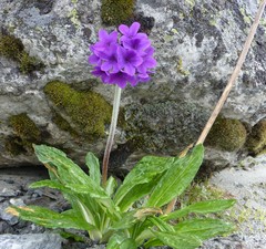 Primula macrophylla