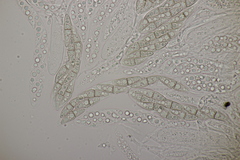 Lophiostoma vicinellum