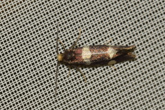 Lampronia capitella