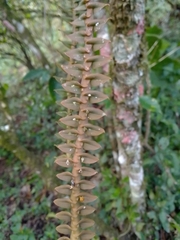 Dichaea muricatoides