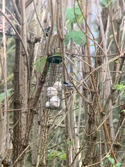 Periparus ater britannicus