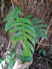 Araceae