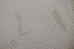 Lophiostoma vicinellum