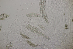 Lophiostoma vicinellum