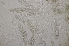 Lophiostoma vicinellum