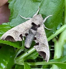 Likoma apicalis