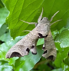 Likoma apicalis