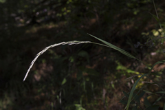 Muhlenbergia sylvatica