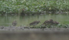 Calidris melanotos