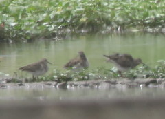 Calidris melanotos