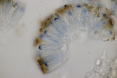 Puvėsinė šiurė nuotrauka