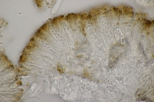 Puvėsinė šiurė nuotrauka