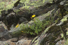 Hypericum nummularioides