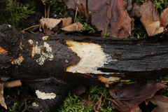Mycoacia aurea