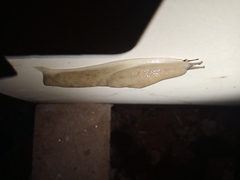 Urocyclinae