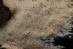 Mycoacia aurea