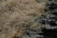 Mycoacia aurea