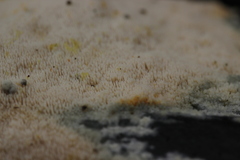 Mycoacia aurea