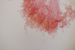 Mycoacia aurea