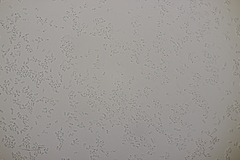 Mycoacia aurea