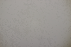 Mycoacia aurea