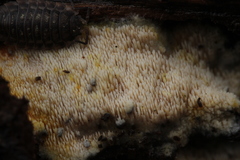 Mycoacia aurea