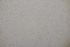 Mycoacia aurea