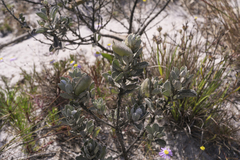 Podalyria sericea